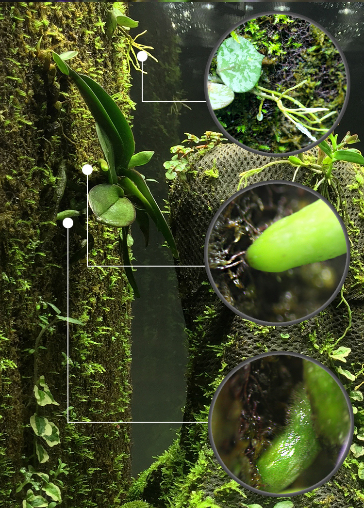 greendeep格林德 生态植纤背景棉 适用缸体:40*30*45