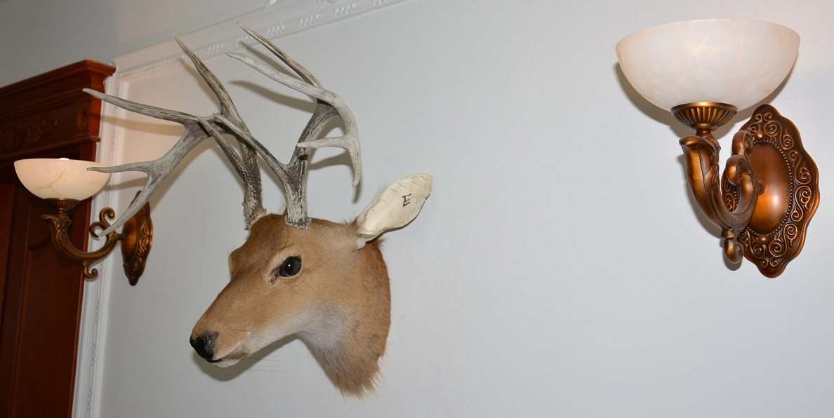 真鹿头标本壁挂壁饰e 白尾鹿真鹿角挂件 别墅酒吧酒窖样板间装饰