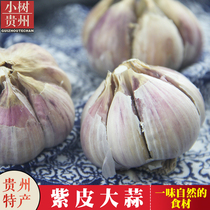 Guizhou specialty farmers purple garlic red garlic red garlic Purple garlic 500g new garlic fresh garlic garlic