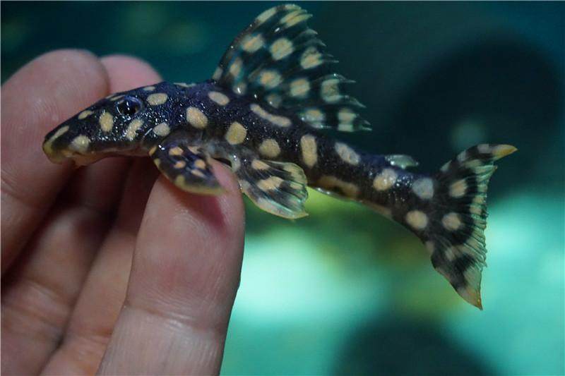 论坛 69 观赏鱼 69 异型鼠鱼 69 471这肚子是抱卵了么?