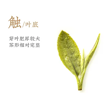 2022年新茶上市卢正浩龙井茶绿茶200g[14元优惠券]-寻折猪