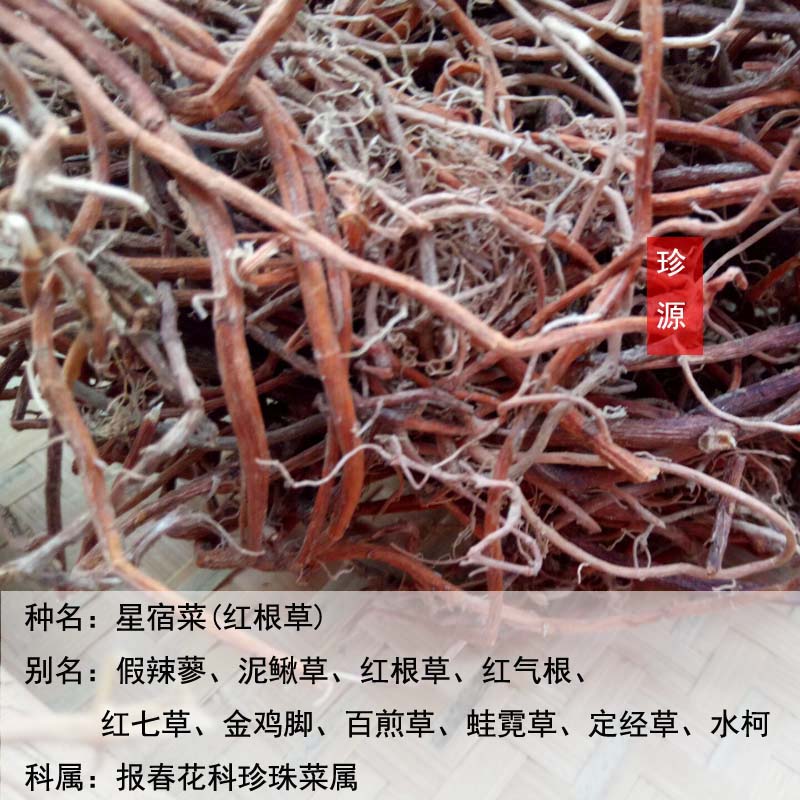 福建纯天然野生星宿菜大田基黄干泥鳅菜红根草星宿菜中草药包邮