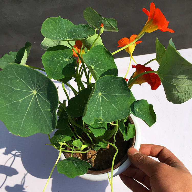 旱荷花带花苞成品苗盆栽植物旱金莲花室内外阳台庭院喜阳攀爬蔓延