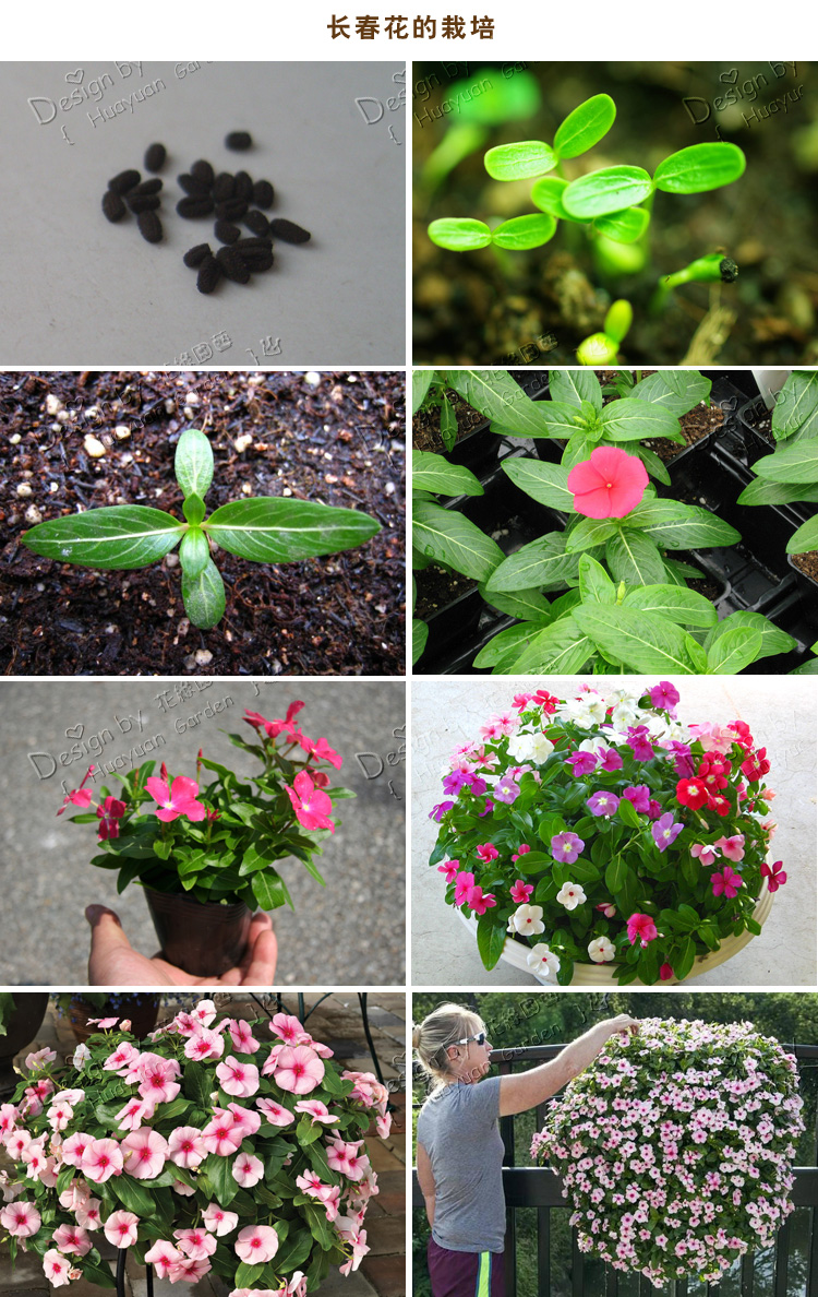 花缘园艺 进口花种子*美国泛美*长春花*勇士系列5粒