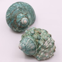 Super large green snail natural shell conch decoration ornaments aquarium fish tank landscape roll fish hermit crab crafts