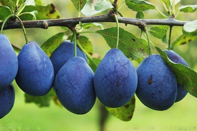 包顺丰通电制冷法国新鲜西梅新疆出口品质6斤绿色种植现摘真空甜