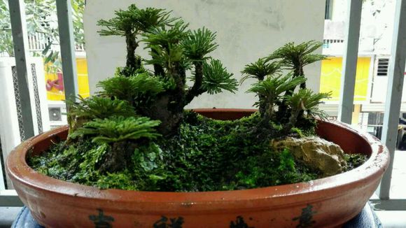 野生卷柏还魂草室内盆栽绿植物水陆缸吸水盆景水培菖蒲金钱兰花卉