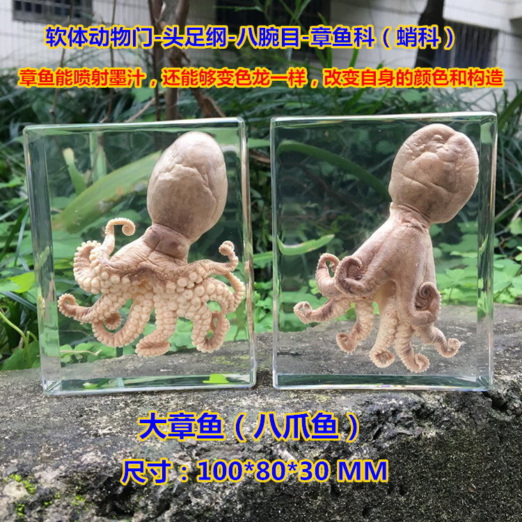 幼儿园树脂真实章鱼牌子动物教学鱼食标本鹦鹉螃蟹寄居蟹小海洋什么乌贼龙虾乌龟好图片