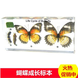 幼儿园真实小昆虫甲虫害虫标本螳螂蜜蜂树脂青蛙东西鸽子蛇动物生蛋后要注意什么蝴蝶图片