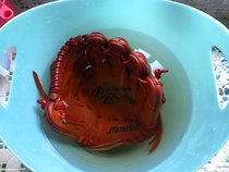 Master professional craftsman baseball gloves Soup kneading plastic softening maintenance cleaning service