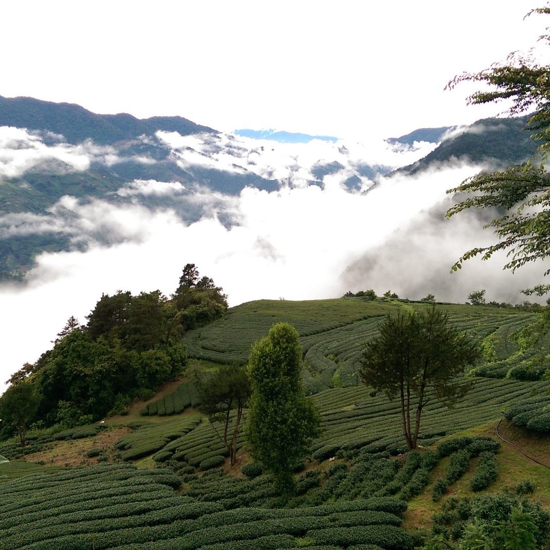 带你认识台湾高山茶的五大产区