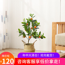 Fake fruit tree bonsai emulation green planting potted indoor fake lemon tree ins Nordic wind sitting room with small trees