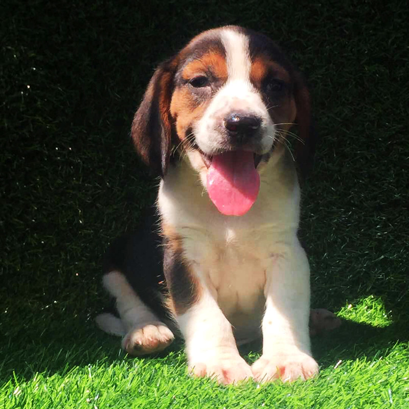 纯种比格犬米格鲁猎犬幼犬活体比格活的小狗狗宠物狗短毛家庭犬母_7折