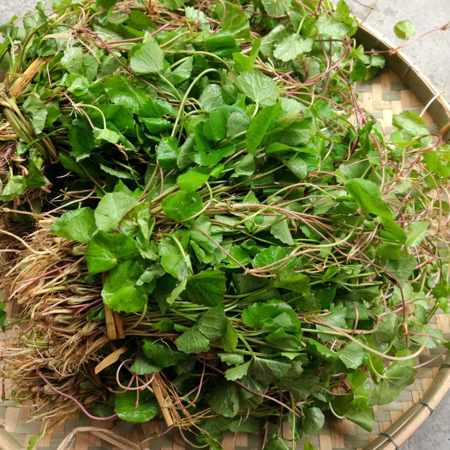 新鲜积雪草 野生雷公根纯露农家崩大碗食用马蹄草1斤 2斤起拍