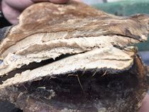 Song shirt Ganoderma lucidum wild Ganoderma lucidum Tibetan area Ganoderma lucidum white heart Ganoderma lucidum not bitter white meat Ganoderma lucidum half a catty