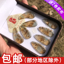 South Kite Tsunori Chia Children Adult Beginners Tea Soup Blue Professional Playing Grade Thickening of Half Moon Shaking Fingers