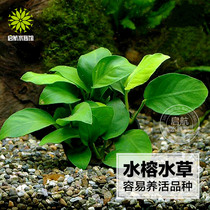 Longsheng Water Banyan Water Grass Green Real Water Grass Fish Tank Aquarium Landscape Decoration Plant Living Background Grass Easy to Live