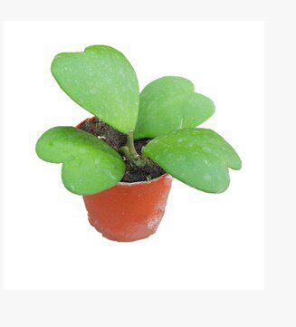 绿叶心型球兰(心连心),情人球兰,一株大小七八片叶左右带盆土_7折现价