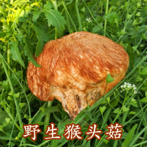 Northeast pure wild monkey head mushroom dry goods Wundashan deep Mountain natural premium mountain monkey head mushroom monkey head powder stomach 250g