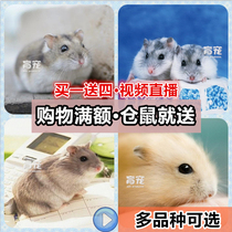 Hamster Living Things Living Things Delivery Cage Small Pets Called Vaccine Third-tier Purple Barn Baby Golden Silk Bear Cub Bag Live