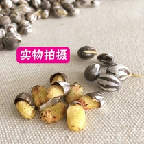 Squirrel Golden flower yellow mountain honey bag glider flying squirrel dormouse snack live tank worm High fat protein camp fattening beautiful hair