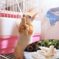 Snow Devil Huangshan Golden Flower squirrel Hamster Groundhog Rabbit Chinchilla hanging cage molar cookies Anti-rubbing cage snacks