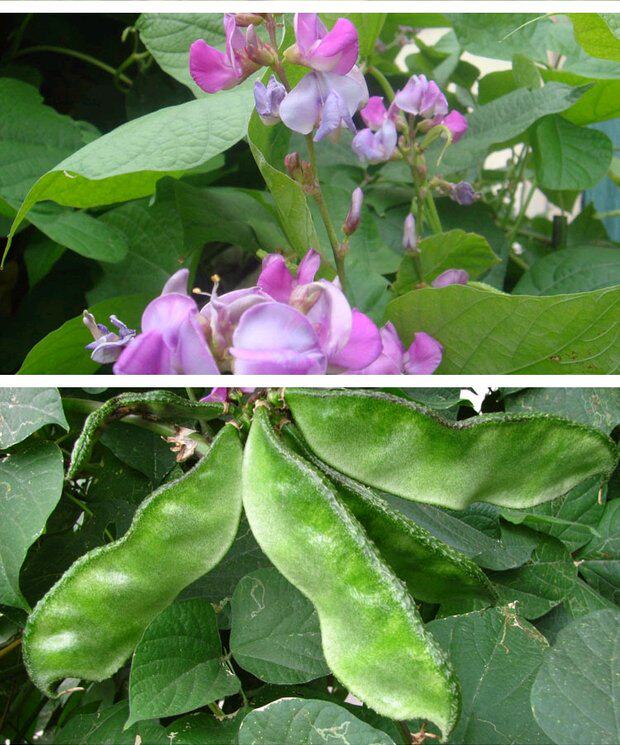 蔬菜种子 绿眉豆种子 绿扁豆籽种 阳台庭院盆栽种植 绿色蔬果扁豆_双