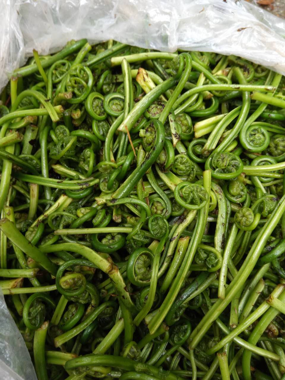 江西安福小菜野菜 野生水蕨菜拳头蕨菜 新鲜采摘蕨根菜3份包邮