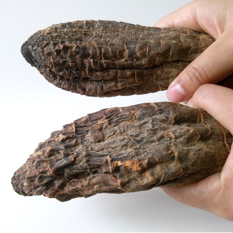 正宗新疆野生肉苁蓉大芸切片个粉泡酒料大云500g中药材配锁阳