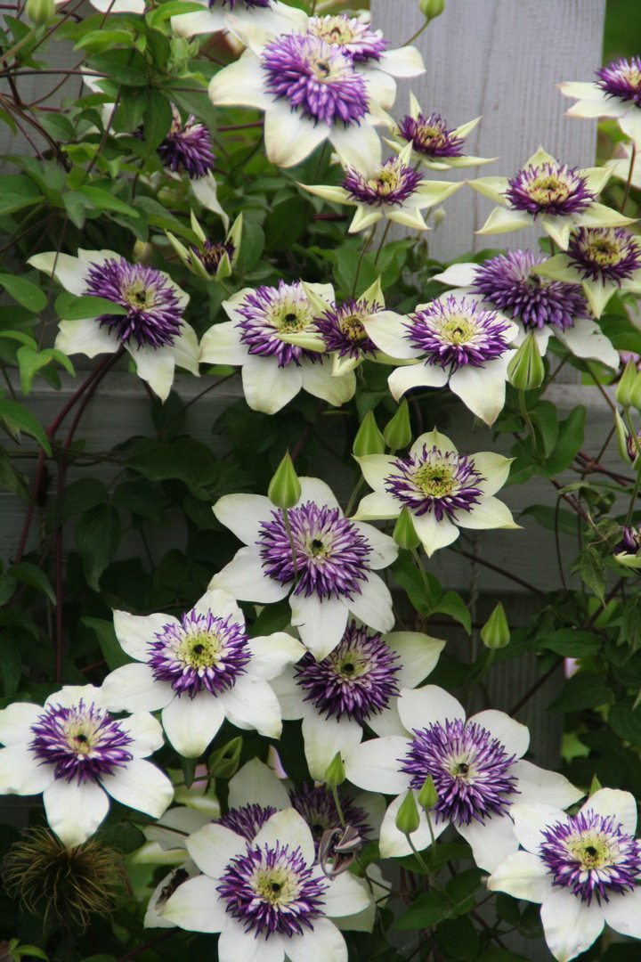 清风园艺庭院花园爬藤攀缘多年生观花植物重瓣铁线莲约琴芬大河苗