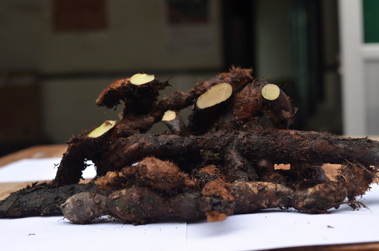 野生新鲜骨碎补爬岩姜巴岩姜毛姜猴子姜申姜 中药材生发500克包邮