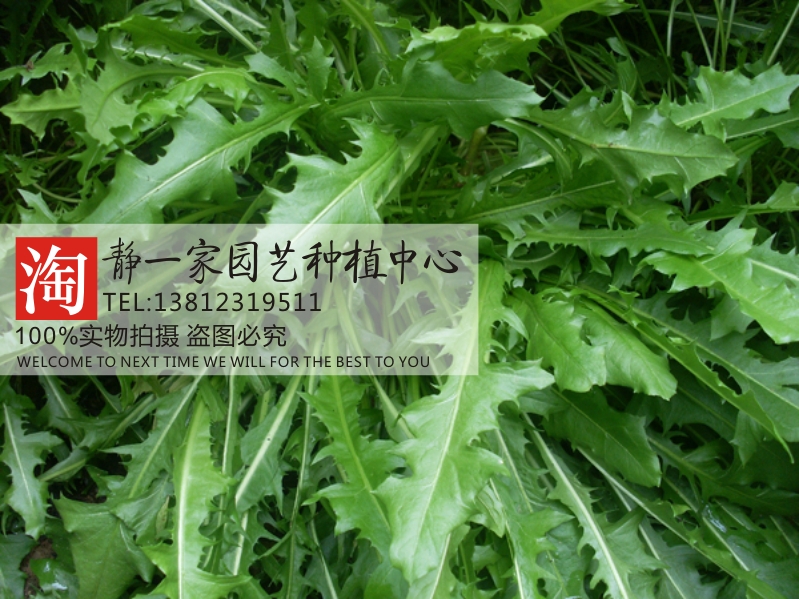 散装大叶蒲公英种子批发 野菜婆婆丁蒲公草食用特菜 药用野菜种子_7折