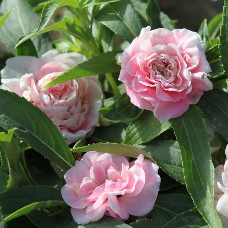 茶花凤仙花种子指甲花 秋播室内阳台盆栽花卉 四季种庭院草花种子