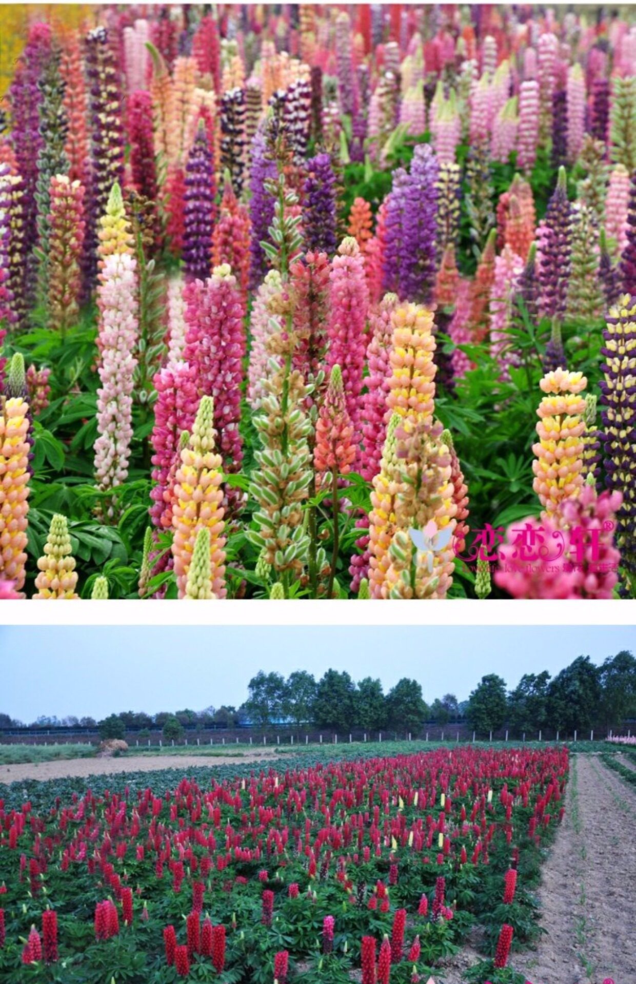 鲁冰花种多年生四季易种耐寒花卉羽扇豆景区花海景观花园植物种子_7折