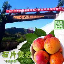 (About 6 pounds of premium grade)Huailai stone slices apricot fruit large core small meat thick juice texture delicate national