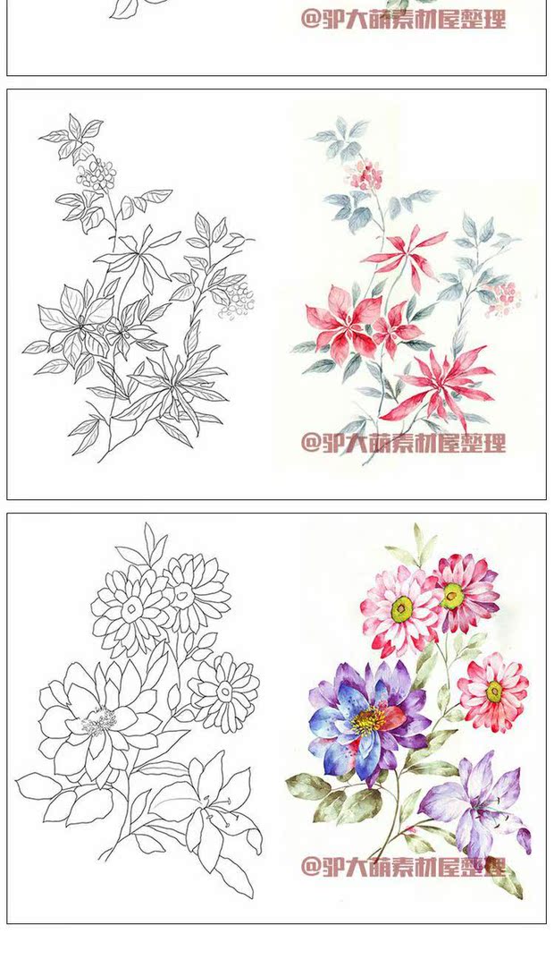【z229】手绘彩铅水彩鲜花花卉素材彩稿和线稿对照插画可打印填色