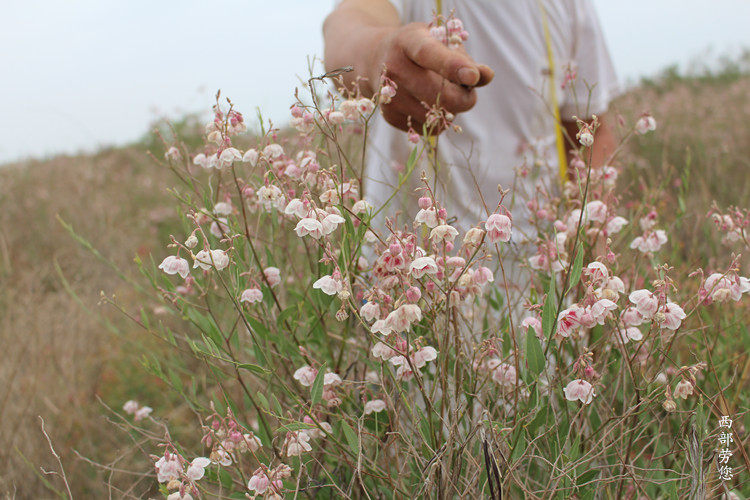 买2发3 新疆罗布泊野生新芽罗布麻茶正品 养生茶 正宗特产