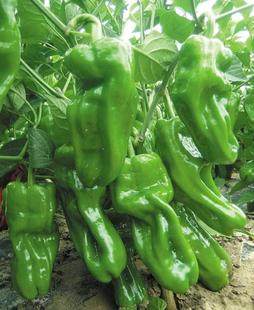 南京农家自种薄皮青辣椒南方削皮菜椒蔬菜虎皮青椒新鲜薄皮现摘
