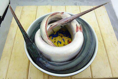 青岛海鲜针亮鱼特产 新鲜大棒鱼马步鱼活鲜针亮鱼冰鲜棒棒鱼_7折现价