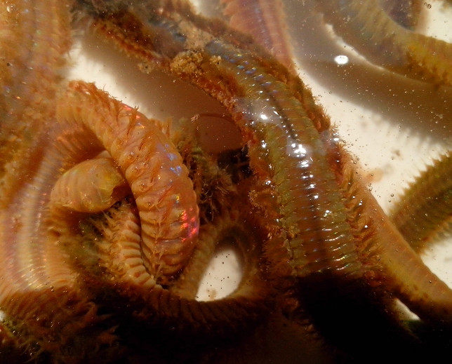 管蛆!1斤!海鲋,鲈鱼,海鲫鱼专杀!鲜活管虫!管食,袋虫