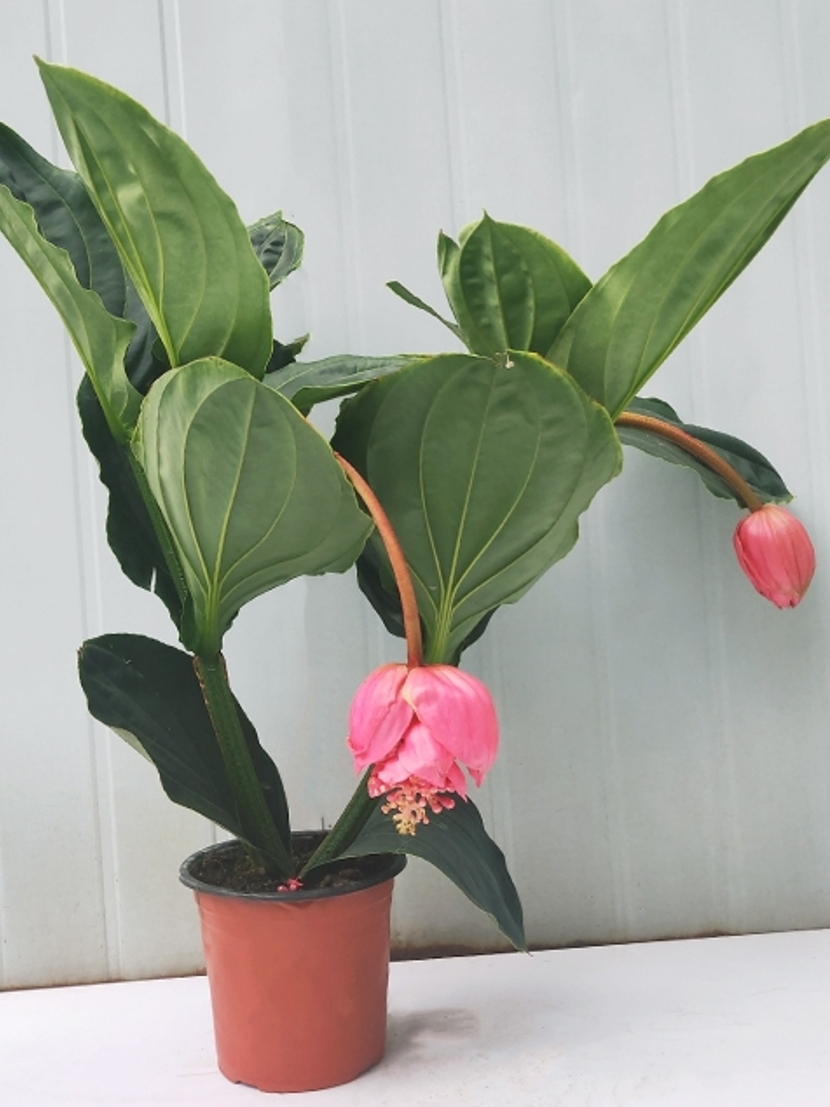 宝莲灯常绿灌木珍珠宝莲观花果叶绿植花卉