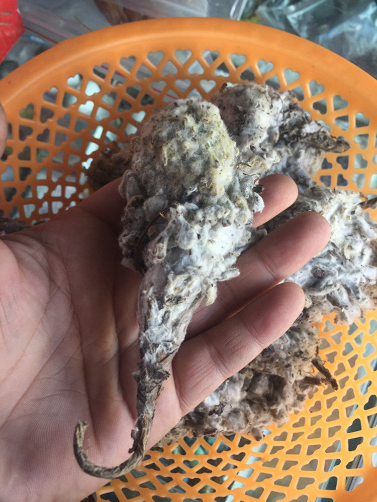西藏纯野生天山雪莲花绵头雪莲 无法人工培植 产地发货250g包邮