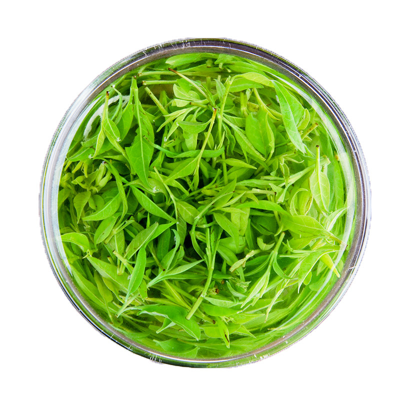 羽芽春小叶苦丁茶2017新茶四川峨眉山野生青山绿水苦丁茶叶250g