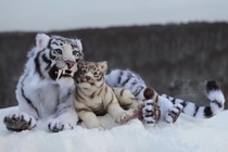 (Custom showcases) Russian artist hands up giant white tiger 105 cm OOAK joint doll