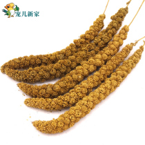 Small bird parrot snack yellow millet ear Natural Valley Spear Bird Food Birds Pocket Eat (500 g or so)