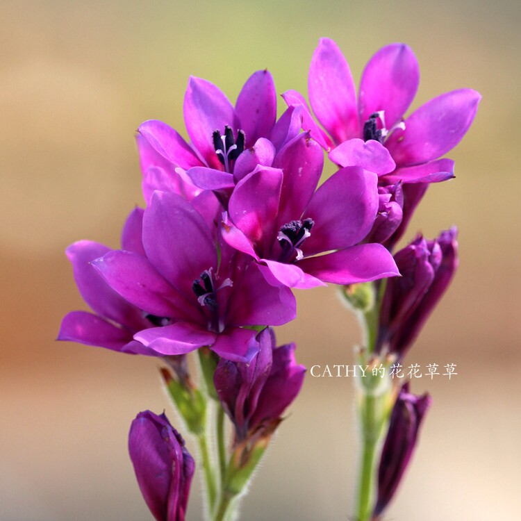 种球 狒狒花 3118 babiana stricta purple 紫花狒狒 开花球