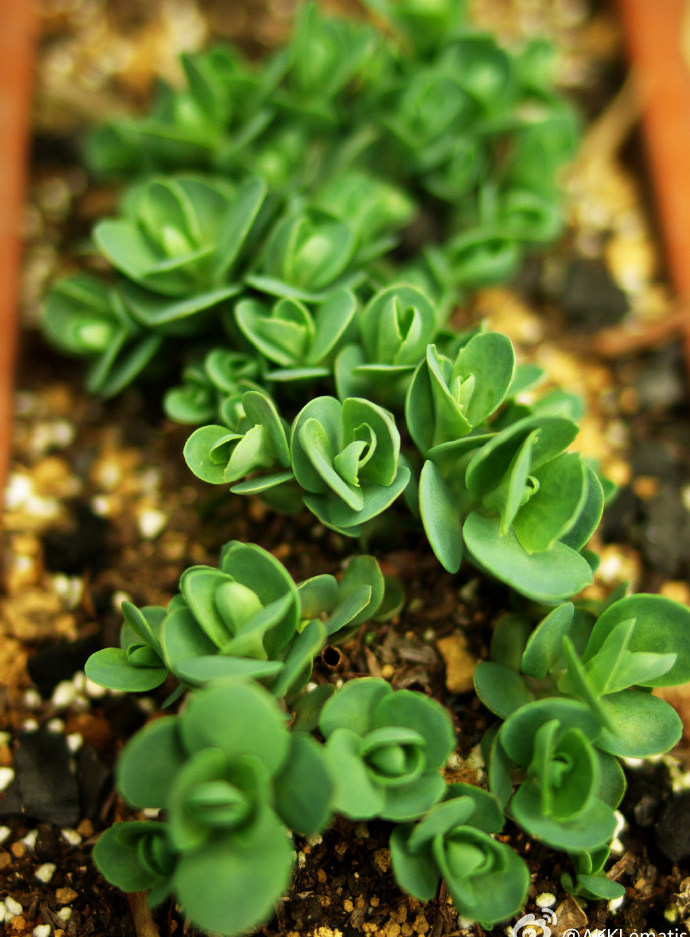八宝景天庭院观叶观花多年生宿根植物多肉植物超级皮实好养