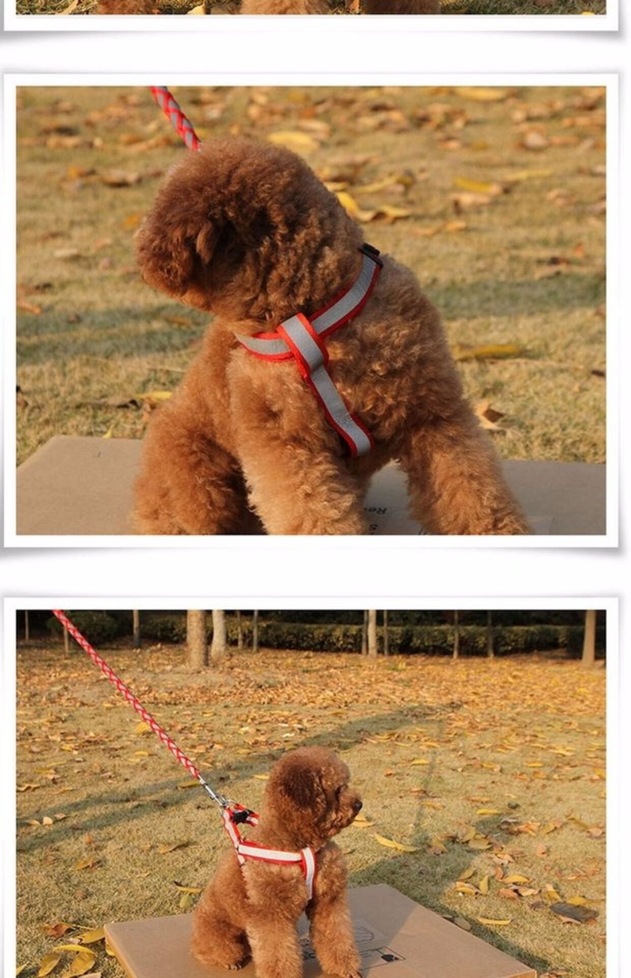 荧光泰迪狗链 狗狗牵引绳 夜光狗链子小型犬宠物胸背带遛狗绳子