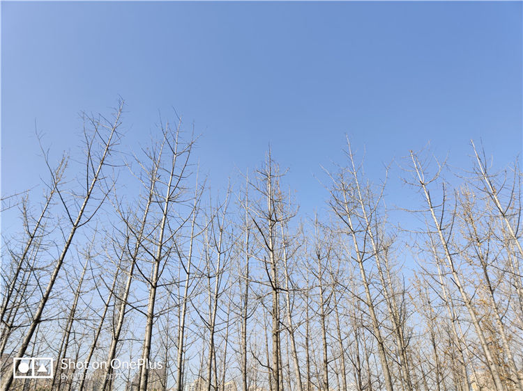 特立独行娱乐手机 ,一加7T游戏机体验123