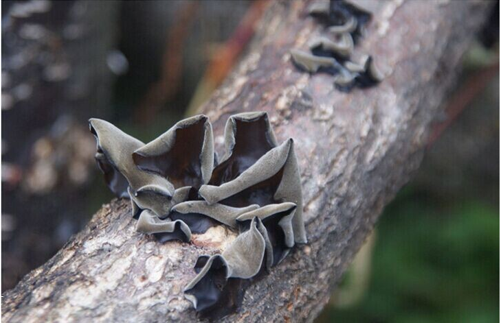 甘肃陇南康县青㭎木耳山生牌200g